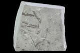 Detailed Silurian Fossil Algae (Leveillites) - Estonia #91892-1